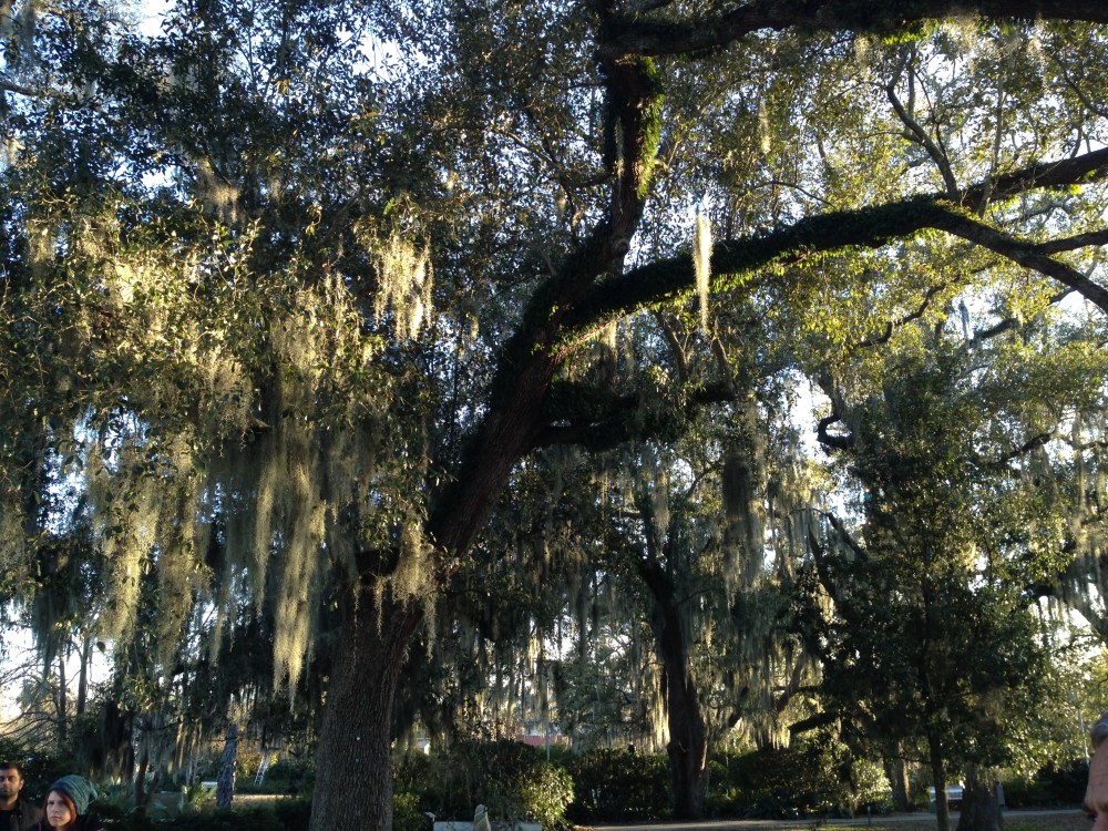 Spanish moss in City Park